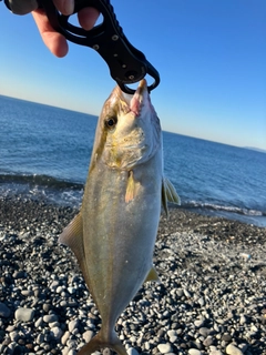 カンパチの釣果