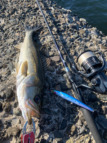 シーバスの釣果