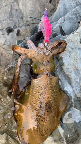 アオリイカの釣果