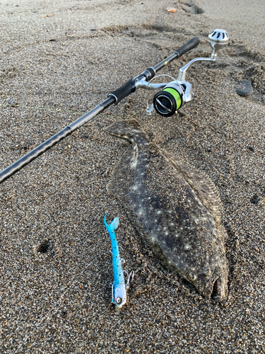 ヒラメの釣果