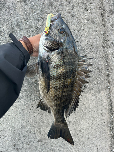 チヌの釣果