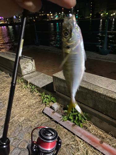 マアジの釣果