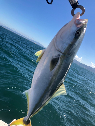 ハマチの釣果