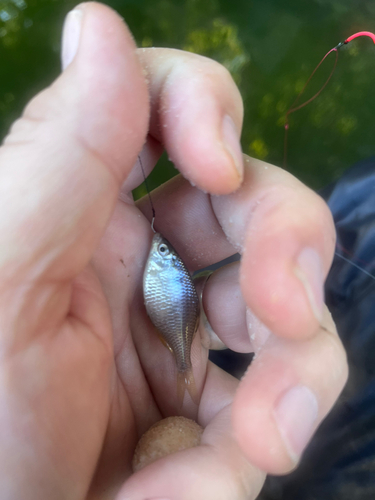 タイリクバラタナゴの釣果