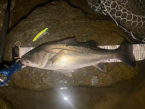 シーバスの釣果