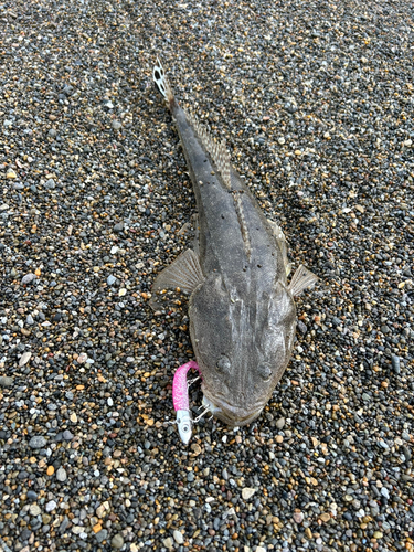 マゴチの釣果