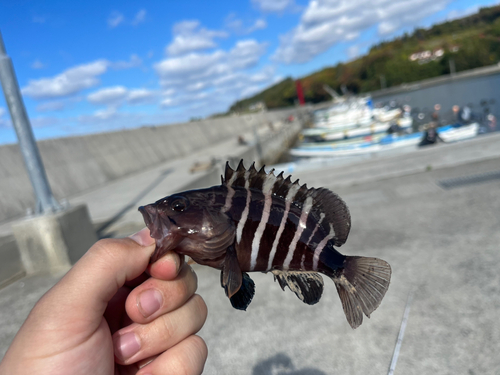 アオハタの釣果