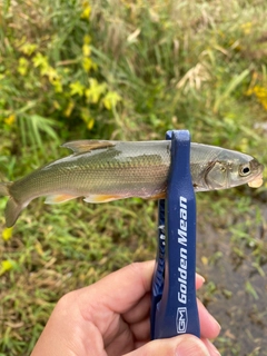 ウグイの釣果