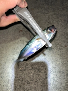 サバの釣果