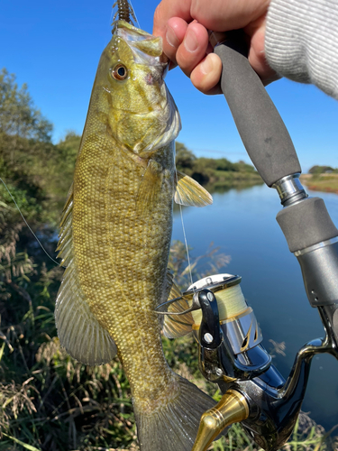 スモールマウスバスの釣果