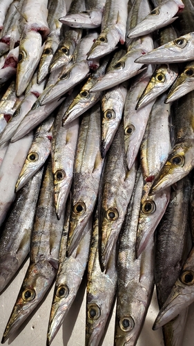 カマスの釣果