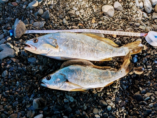 イシモチの釣果