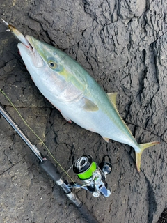 ヤズの釣果