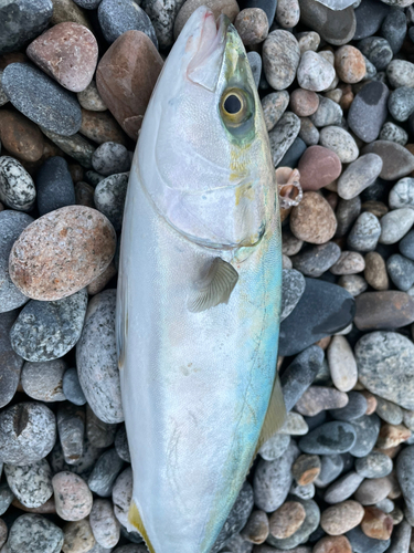 ツバイソの釣果