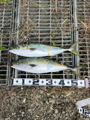 イナダの釣果