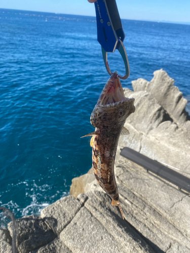 アカエソの釣果