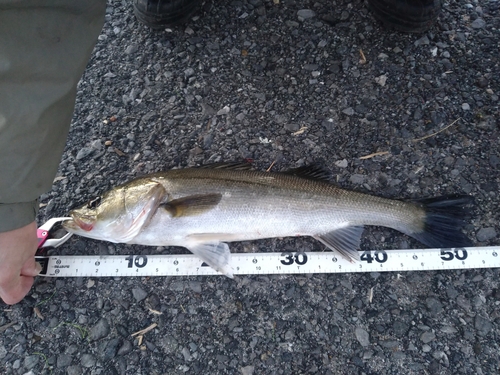 シーバスの釣果