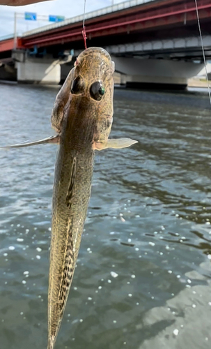 ハゼの釣果