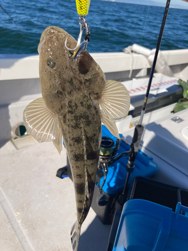 マゴチの釣果