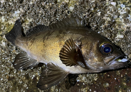 メバルの釣果