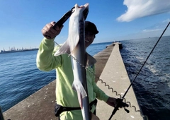 ドチザメの釣果