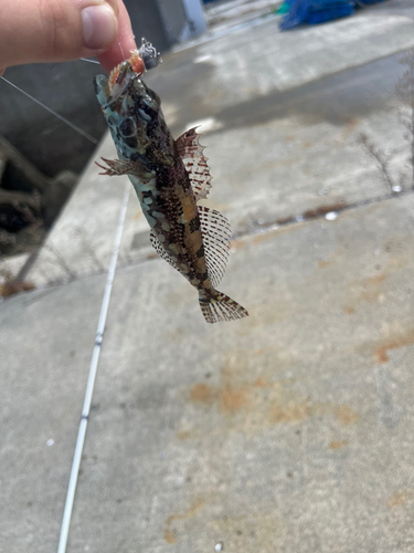 アサヒアナハゼの釣果