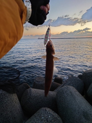 エソの釣果