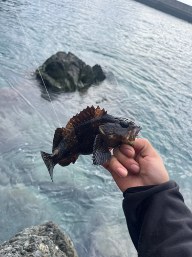 ソイの釣果