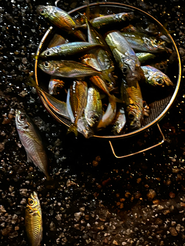 アジの釣果