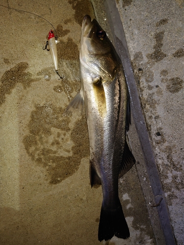 シーバスの釣果