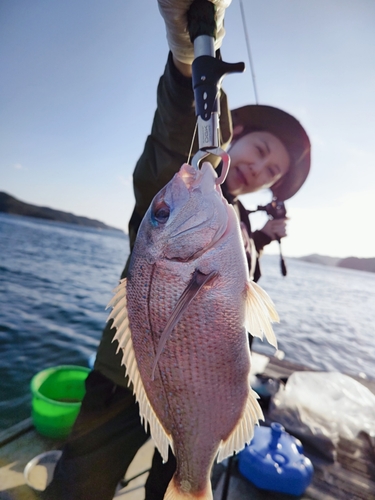 マダイの釣果