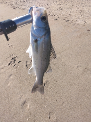 セイゴ（マルスズキ）の釣果