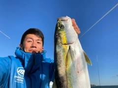 ハマチの釣果