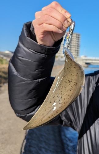 シタビラメの釣果