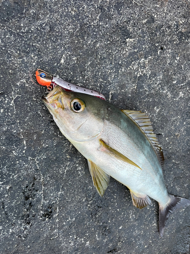 イサキの釣果