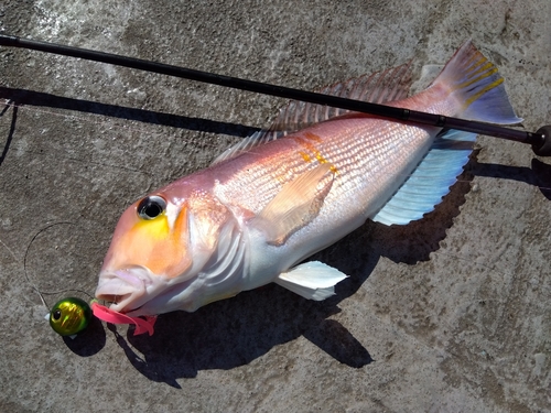 アマダイの釣果