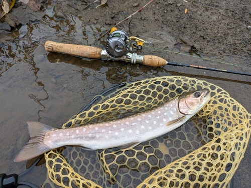 アメマスの釣果