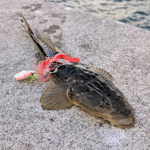 マゴチの釣果