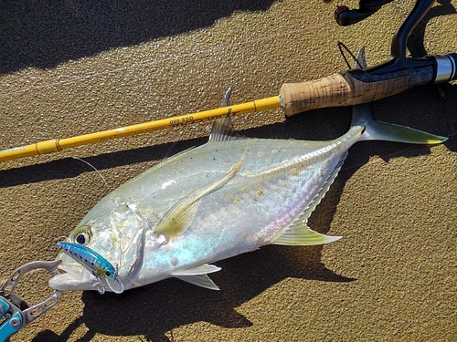 オニヒラアジの釣果