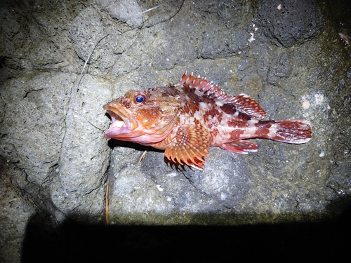 カサゴの釣果