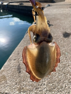 コウイカの釣果