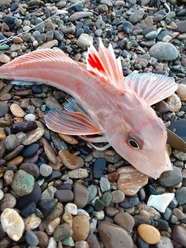 カナガシラの釣果