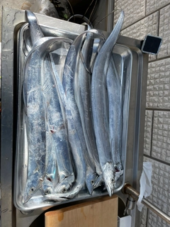 タチウオの釣果
