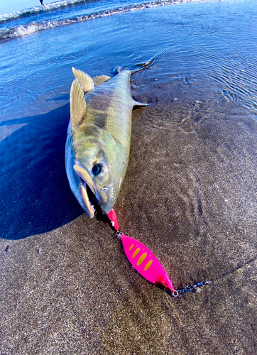 アキアジの釣果