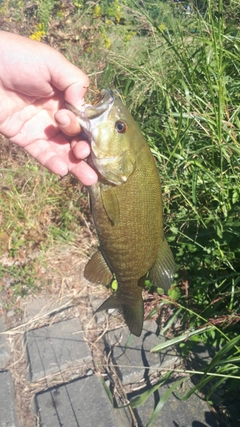 スモールマウスバスの釣果