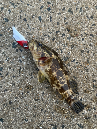 タケノコメバルの釣果