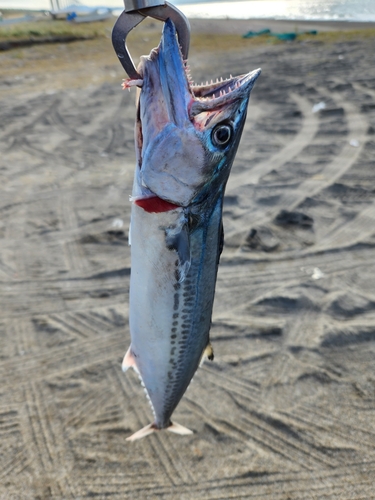 サゴシの釣果