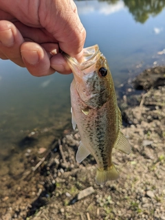 ラージマウスバスの釣果