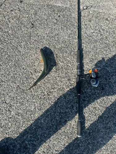 アメマスの釣果