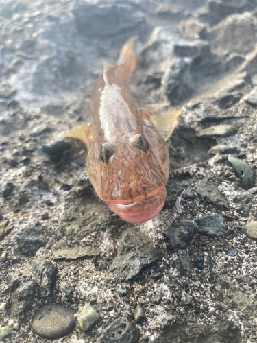 ハゼの釣果